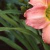 Hemerocallis 'Best of Friends', habit