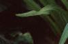 Hemerocallis 'Best of Friends', habit