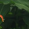 Hemerocallis 'Christmas Ribbon', flowers