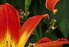 Hemerocallis 'Christmas Ribbon', flowers