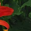 Hemerocallis 'Christmas Ribbon', flowers