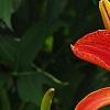 Hemerocallis 'Christmas Ribbon', flowers