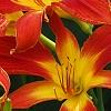 Hemerocallis 'Christmas Ribbon', flowers