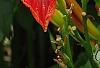 Hemerocallis 'Christmas Ribbon', flowers