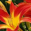 Hemerocallis 'Christmas Ribbon', flowers