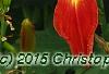 Hemerocallis 'Christmas Ribbon', flowers
