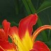 Hemerocallis 'Christmas Ribbon', flowers