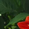 Hemerocallis 'Christmas Ribbon', flowers