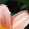 Hemerocallis 'Cedar Wax Wing', flowers