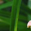 Hemerocallis 'Cedar Wax Wing', flowers