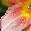 Hemerocallis 'Cedar Wax Wing', flowers