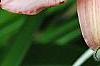 Hemerocallis 'Cedar Wax Wing', flowers