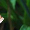 Hemerocallis 'Cedar Wax Wing', flowers