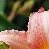 Hemerocallis 'Cedar Wax Wing', flowers