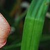 Hemerocallis 'Cedar Wax Wing', flowers