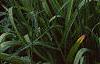 Hemerocallis 'Derby Bound', habit