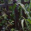 Hemerocallis 'Derby Bound', habit
