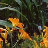Hemerocallis 'Derby Bound', habit