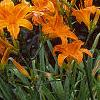 Hemerocallis 'Derby Bound', habit
