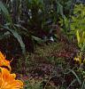 Hemerocallis 'Derby Bound', habit