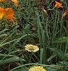 Hemerocallis 'Derby Bound', habit