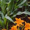 Hemerocallis 'Derby Bound', habit