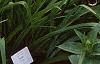 Hemerocallis 'Derby Bound', habit
