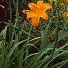 Hemerocallis 'Derby Bound', habit