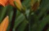 Hemerocallis 'Derby Bound', flowers