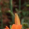 Hemerocallis 'Derby Bound', flowers