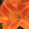 Hemerocallis 'Derby Bound', flowers