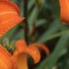 Hemerocallis 'Derby Bound', flowers