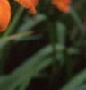 Hemerocallis 'Derby Bound', flowers