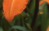 Hemerocallis 'Derby Bound', flowers