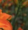 Hemerocallis 'Derby Bound', flowers