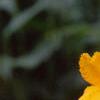 Hemerocallis 'Double Gold', flowers