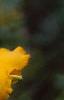 Hemerocallis 'Double Gold', flowers