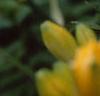 Hemerocallis 'Double Gold', flowers
