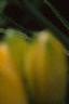 Hemerocallis 'Double Gold', flowers