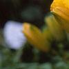 Hemerocallis 'Double Gold', flowers