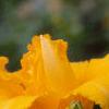 Hemerocallis 'Double Gold', flowers