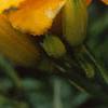 Hemerocallis 'Double Gold', flowers