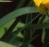 Hemerocallis 'Double Gold', flowers