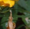 Hemerocallis 'Double Gold', flowers