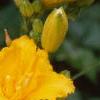 Hemerocallis 'Double Gold', flowers