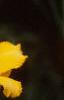 Hemerocallis 'Double Gold', flowers