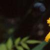 Hemerocallis 'Double Gold', flowers