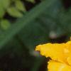 Hemerocallis 'Double Gold', flowers