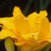 Hemerocallis 'Double Gold', flowers