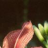 Hemerocallis fulva, flowers